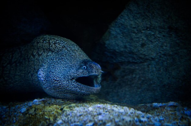 Photo moray eel swimming in undersea