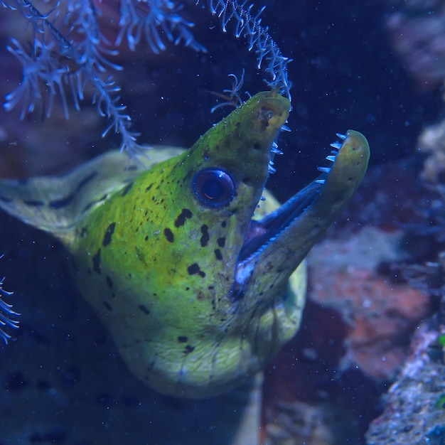 moray eel under water / beautiful sea underwater view