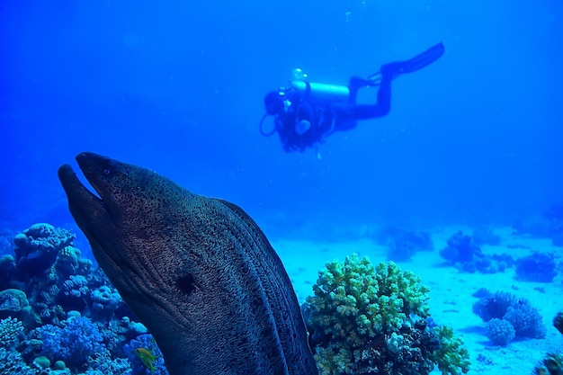 moray eel under water, nature photo wild snake predator marine in the ocean