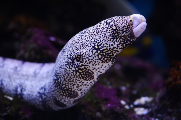 Photo moray eel