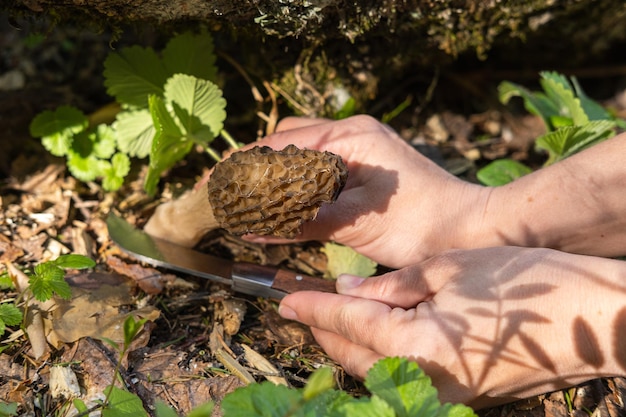 Morchella conica plukken in het bos Het meisje snijdt de paddenstoel met een speciaal mes