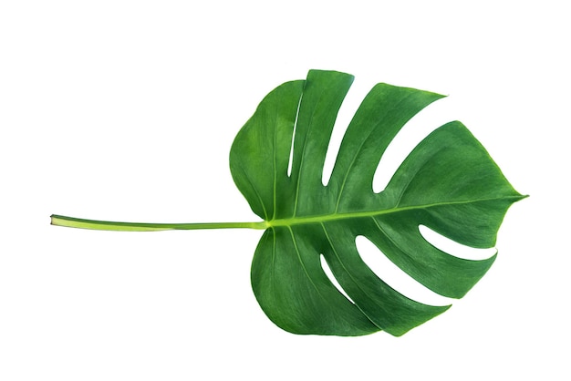 More beautiful exotic tropical leaves isolated leaf background