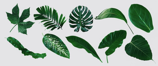 More beautiful exotic tropical leaves isolated leaf background