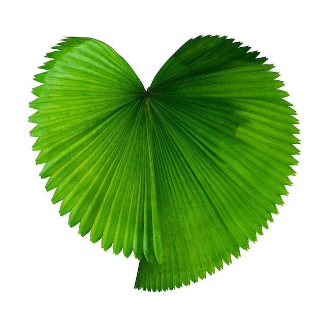 More beautiful exotic tropical leaves, isolated leaf background