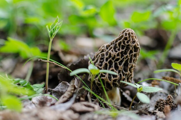 Morel in forest