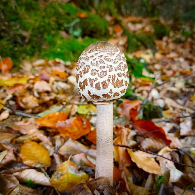 Morel growing on the forest floor