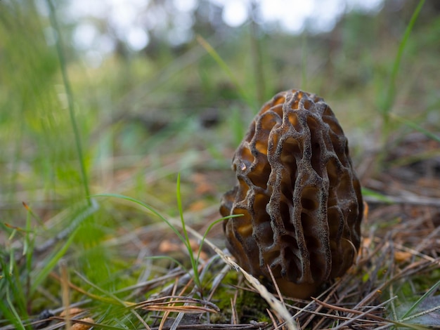 Сморчок гриб Morchella esculenta съедобный крупным планом в лесу в Греции