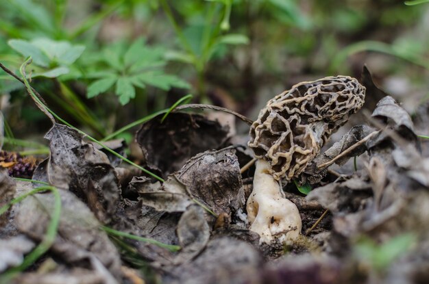 Morel in spring