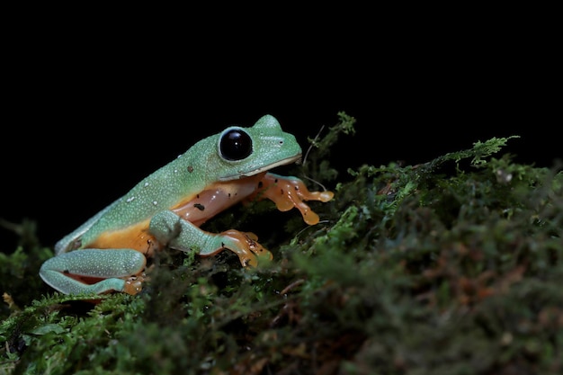 Morelet's tree frog Agalychnis moreletii on moss with black background