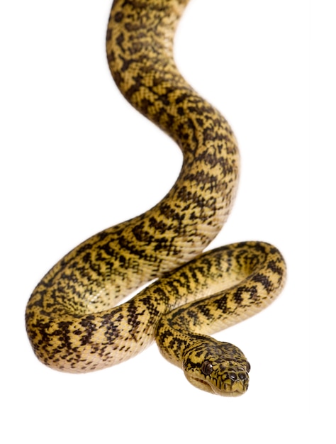 Morelia spilota variegata is a subspecies of python