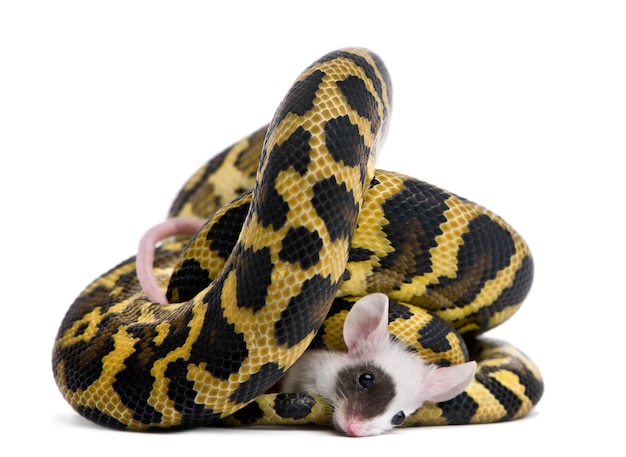 Morelia spilota variegata python, eating mouse