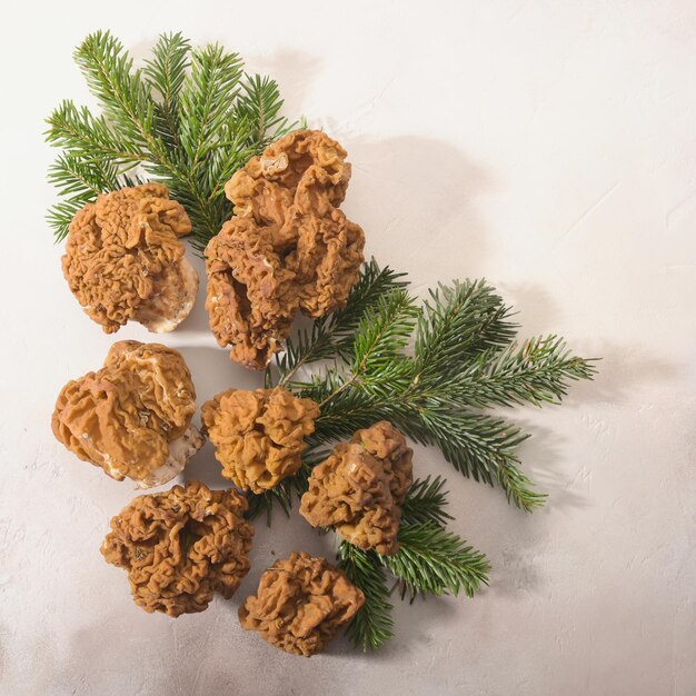 Morels mushrooms and firtree branches arranged on light background