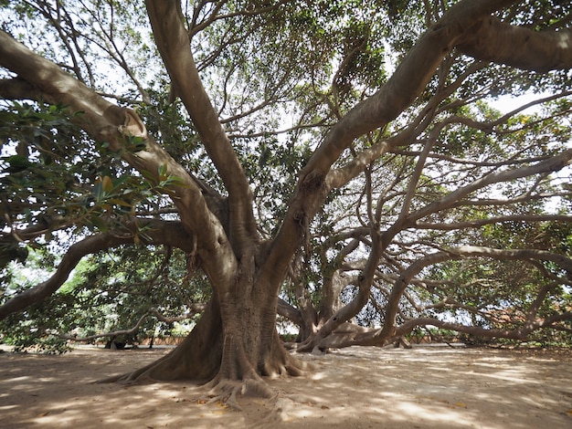 Фиговое дерево Moreton Bay