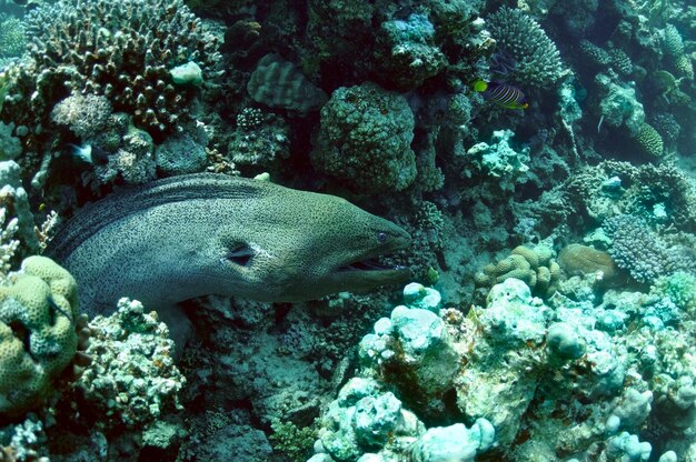 サンゴ礁のウツボ。紅海の野生生物。