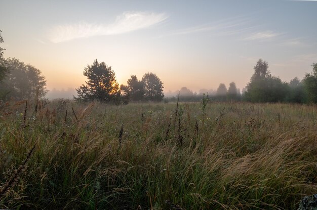 Morgen in het veld zonsopgang in het veld ochtend mist dauw en mist