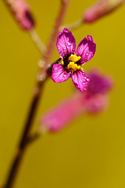 Moricandia moricandioides-Moricandiaは、アブラナ科の植物の属です。