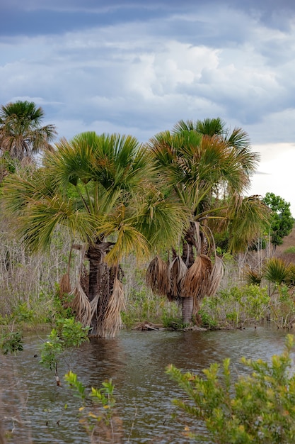 Moriche Palm Tree of the species Mauritia flexuosa