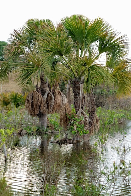 Moriche Palm Tree of the species Mauritia flexuosa
