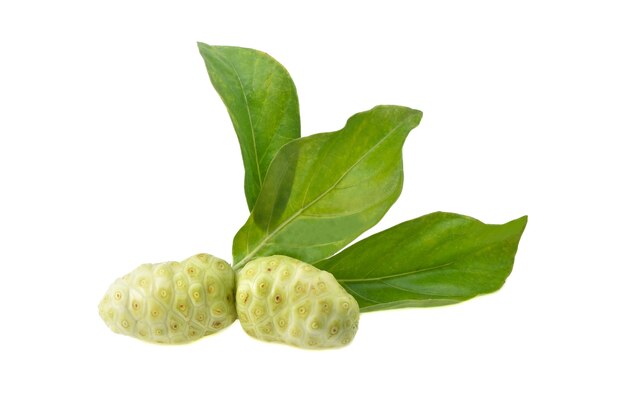 Morinda citrifolia noni su sfondo bianco