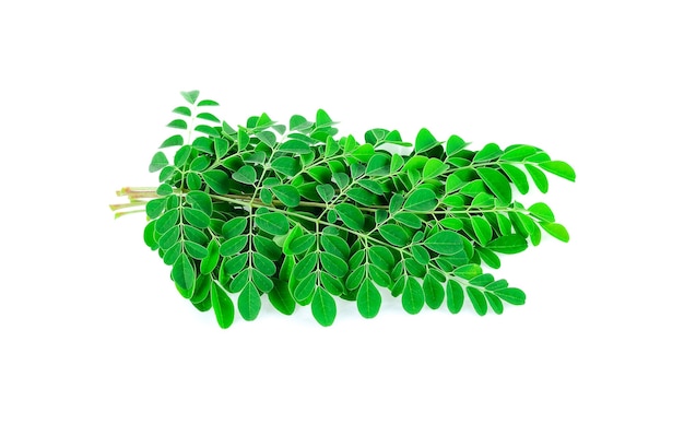 Moringa bladeren geïsoleerd op wit.