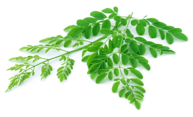 Moringa bladeren op witte achtergrond