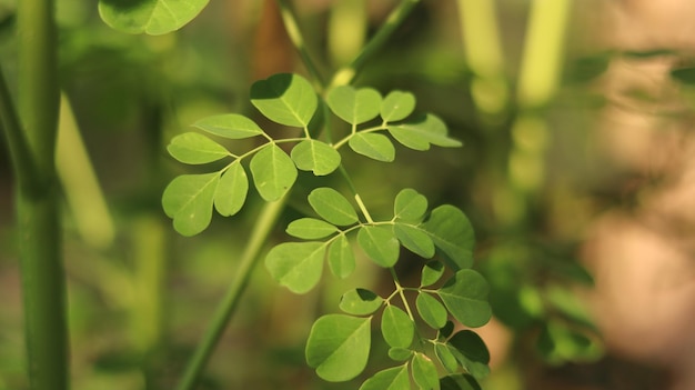 Moringa 잎 식물은 신선한 녹색이며 장마철에 번성합니다. 모링가 나무 잎.