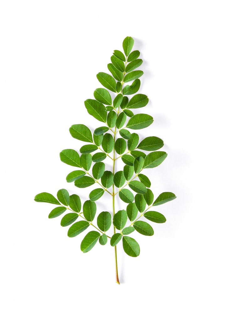 Photo moringa leaves have medicinal properties. top view