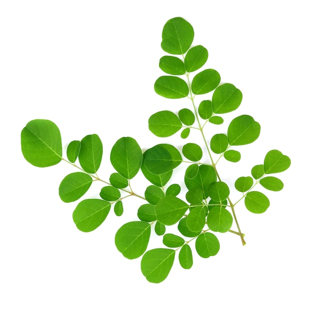 Moringa leaves isolate on white background.