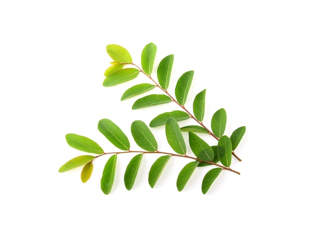 Moringa leaves isolated on white wall