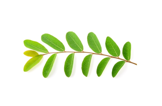 Moringa leaves isolated