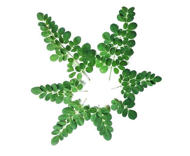 moringa leaves on white background a green plant with leaves