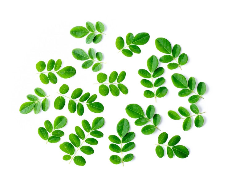 Photo moringa leaves on white background.