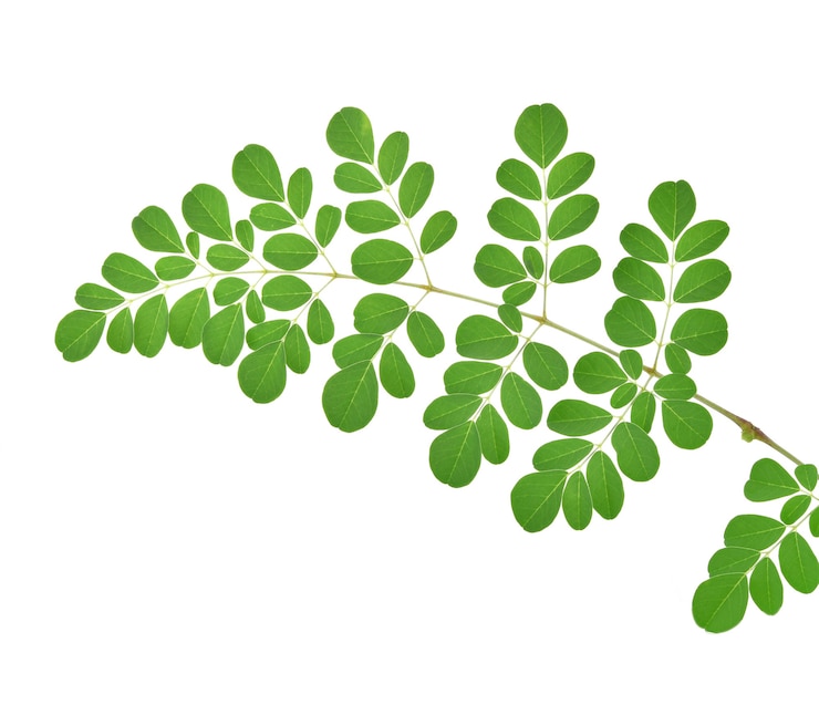 Фотография moringa листья на белом фоне.