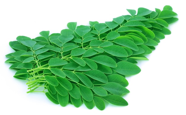 Moringa leaves over white background