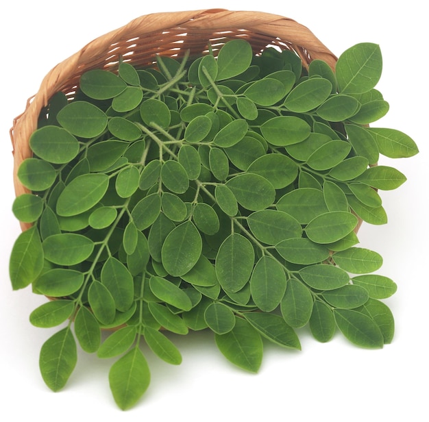 Moringa leaves