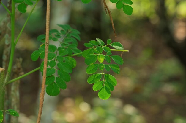 Moringa oleifera in de tuin Daun kelor