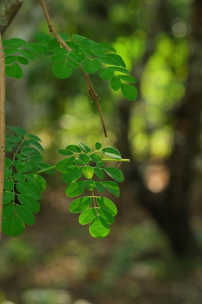 Moringa oleifera in de tuin Daun kelor