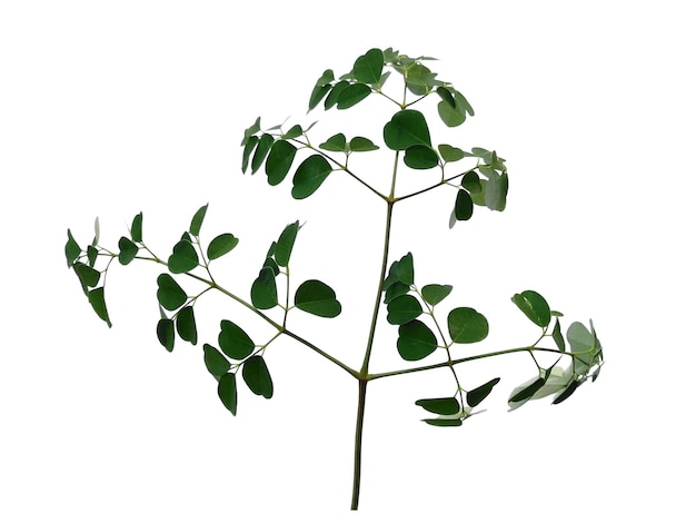 Moringa oleifera leaves or drumstick tree on white background