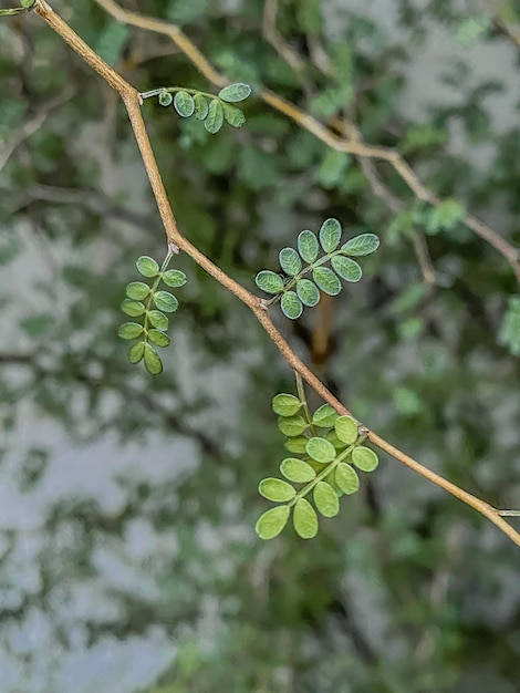 Photo moringa oleifera leaves in nature moringa oleifera l