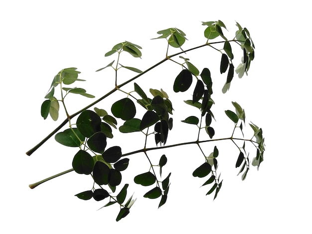 写真 モリンガオレイフェラの葉または白い背景のドラムスティックツリー