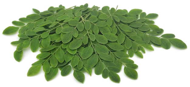 Moringa vertrekt