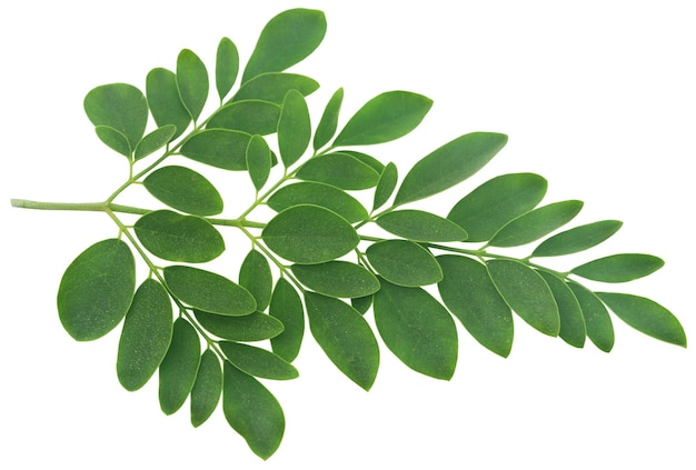 Moringa vertrekt