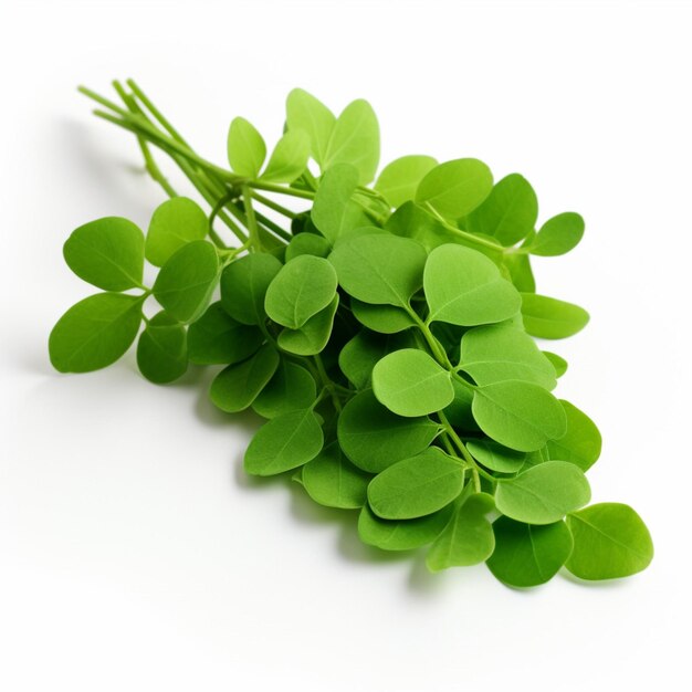 Photo moringa with white background high quality ultra hd