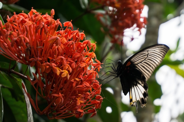 Farfalla mormonica in bianco e nero sul fiore rosso