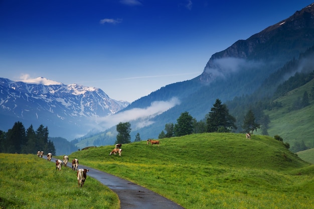 Morning in Alps Austria Amazing view on alpine village valley and mountains Nature landscape