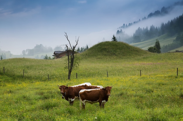 Morning in the Alps Austria Rauris Amazing view on alpine valley and mountains Nature landscape