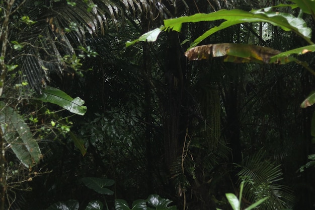 Foto l'atmosfera mattutina nella foresta