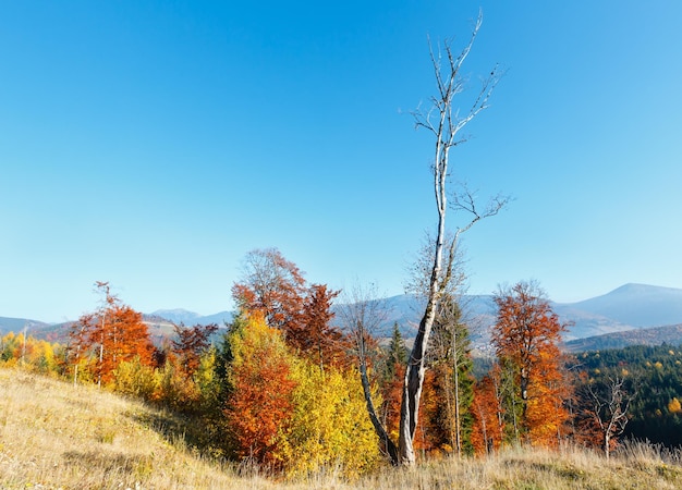 아침 가을 Carpathians 풍경