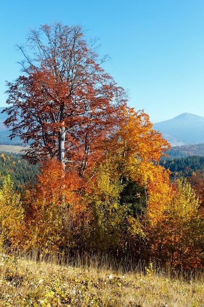 아침 가을 Carpathians 풍경