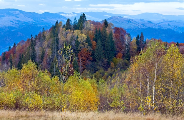 Morning autumn colorful forest and snow on mountain top behind.